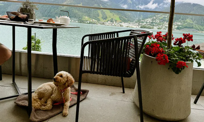 Pudel mit Fräulein Lottis Sommerleine in Tweed-Optik in Österreich