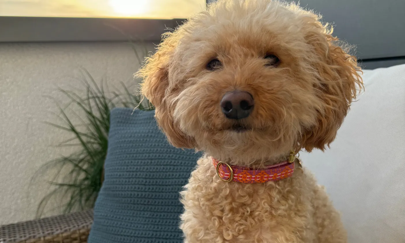 Hund mit einem Halsband von Fräulein Lotti sitzt auf einer Terrasse