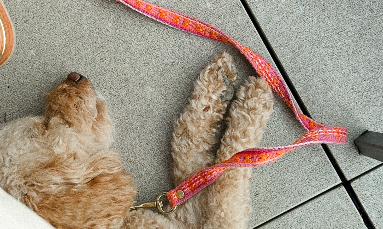 Goldendoodle Java mit Fräulein Lottis Sommerleine in Tweed-Optik