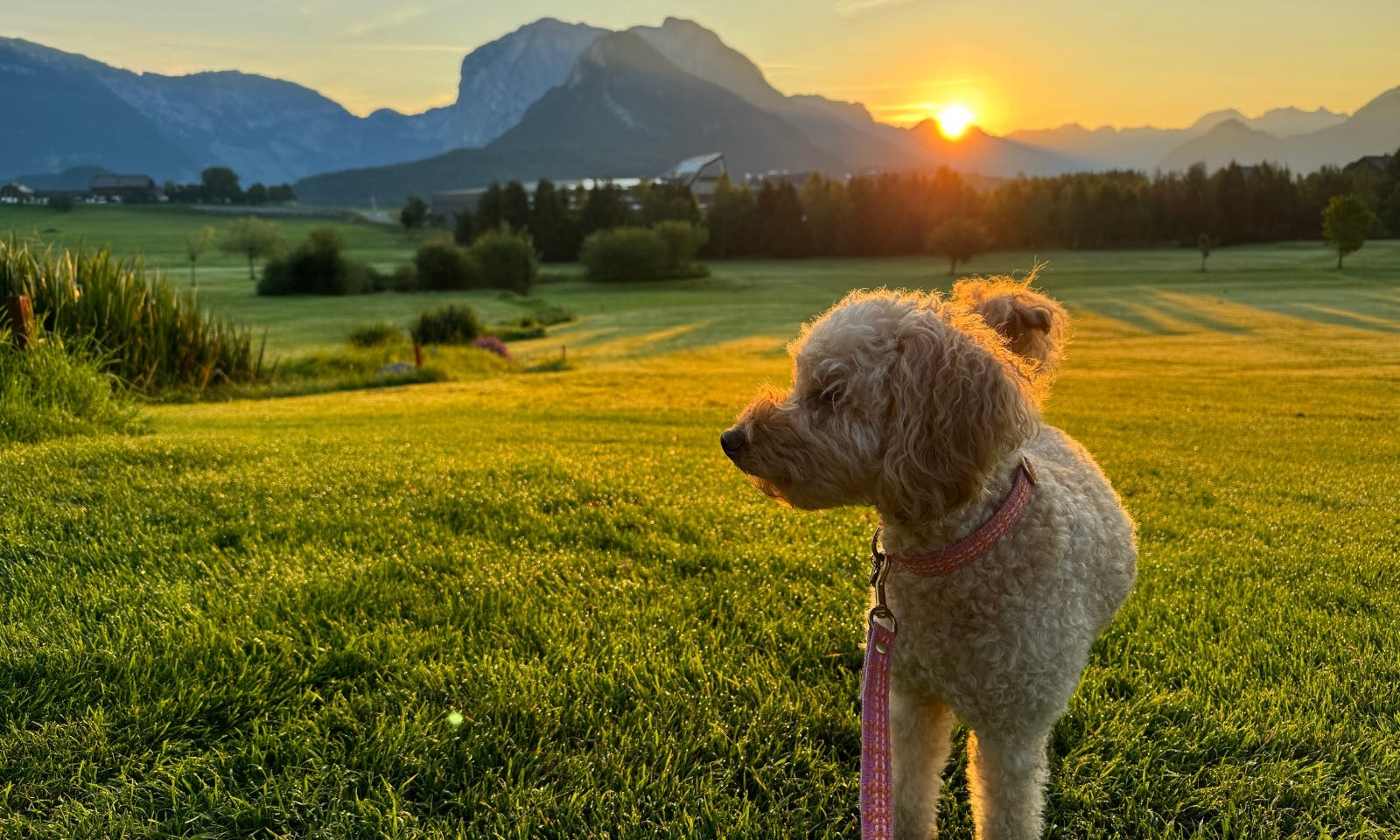 Pudel mit Fräulein Lottis Sommerleine in Tweed-Optik