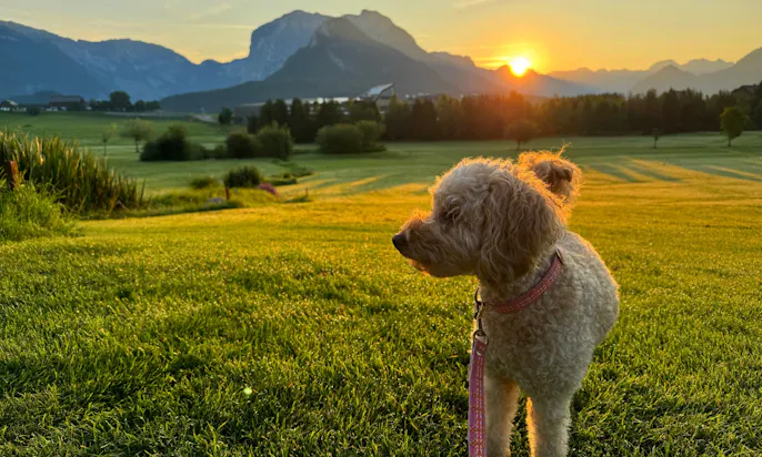 Pudel mit Fräulein Lottis Sommerleine in Tweed-Optik