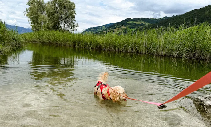 Hund badet im Zeller See