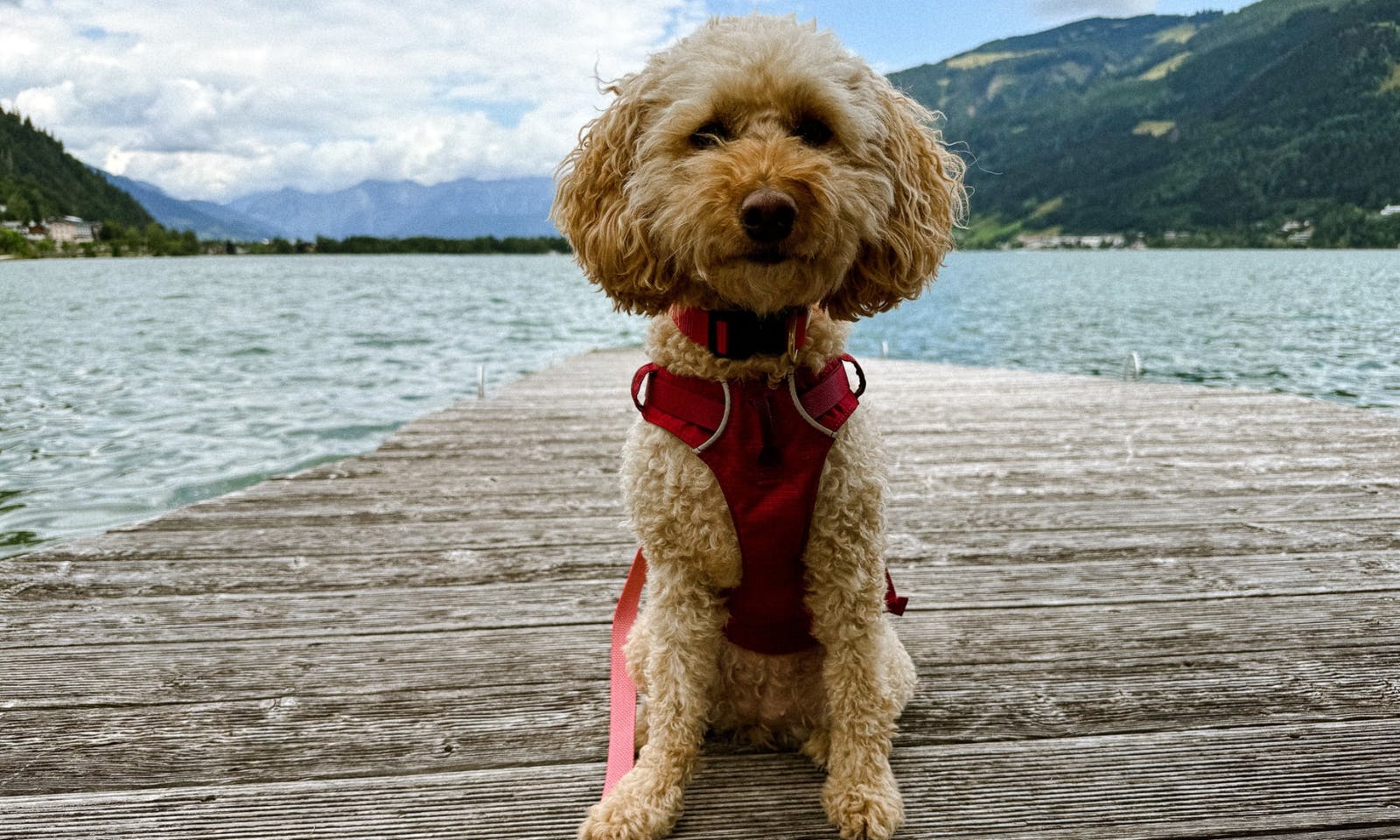 Goldendoodle Java in der Seevilla Freiberg