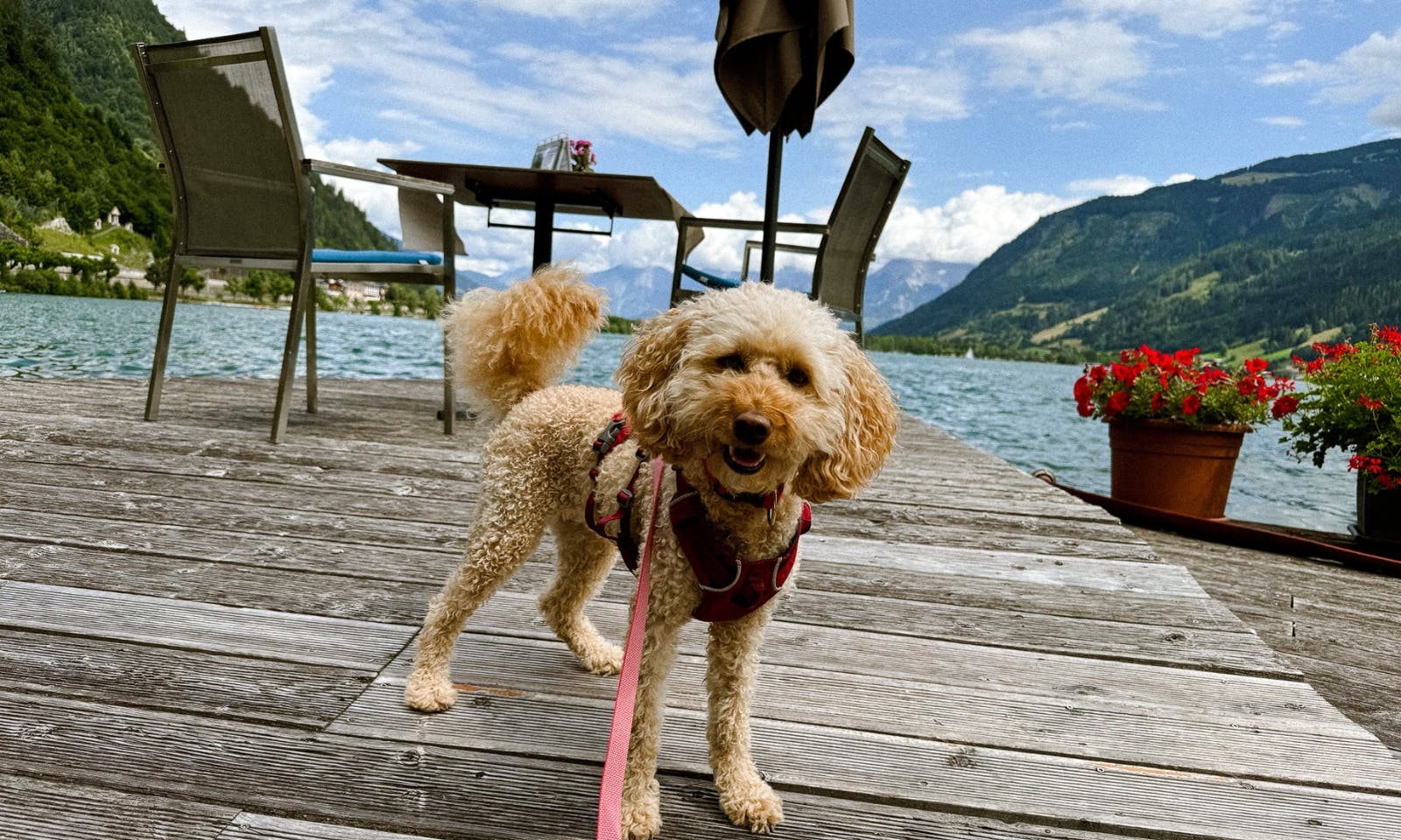 Pudel in der Seevilla Freiberg am Zeller See