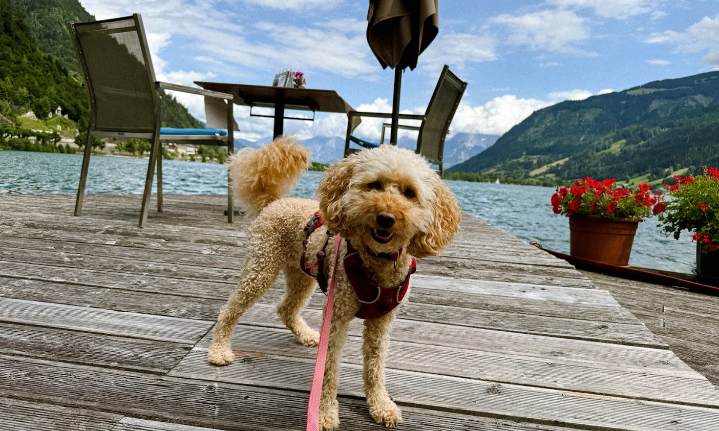 Pudel in der Seevilla Freiberg am Zeller See