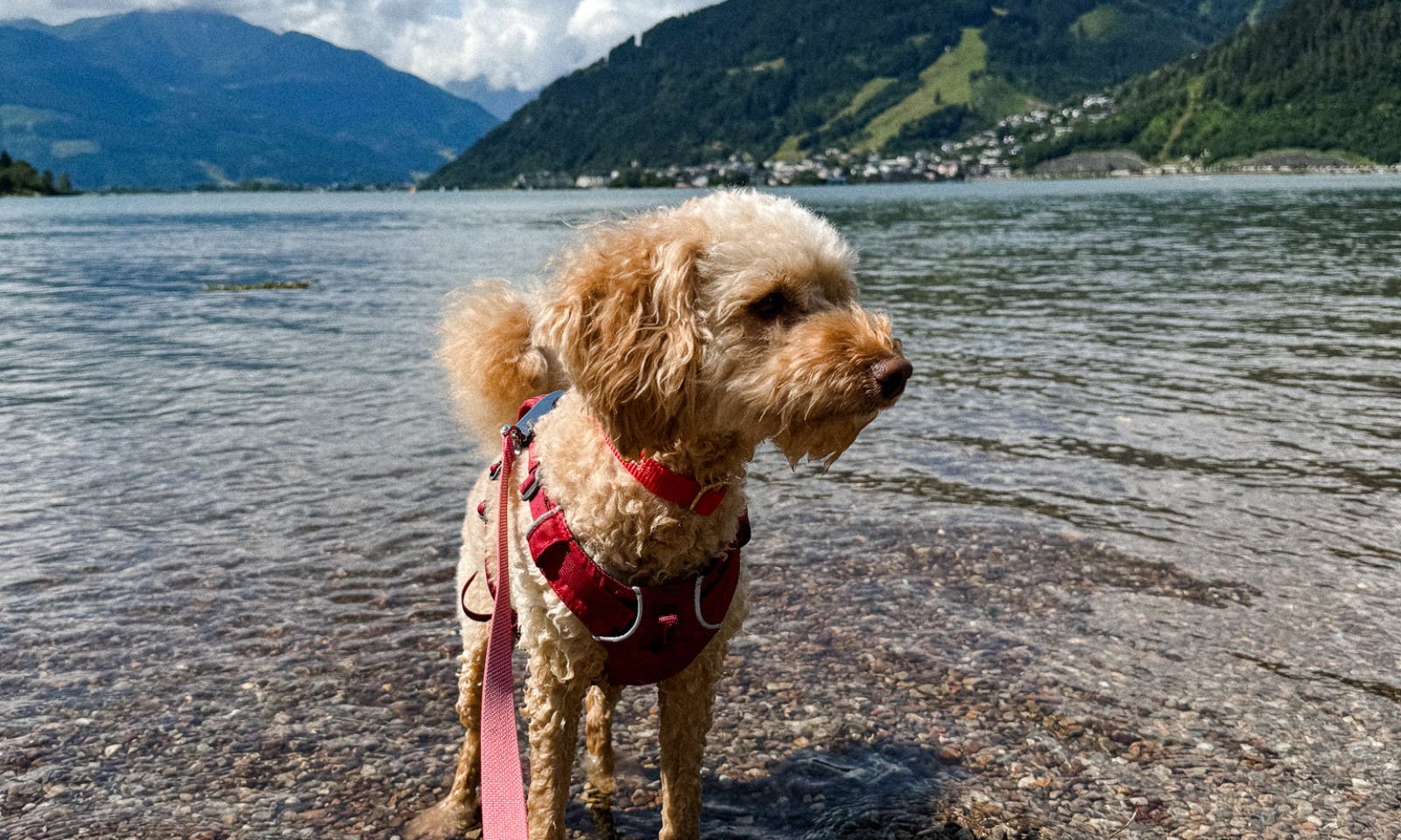 Mini Goldendoodle im Badesee Zeller See im Salzburger Land in Österreich im Sommer