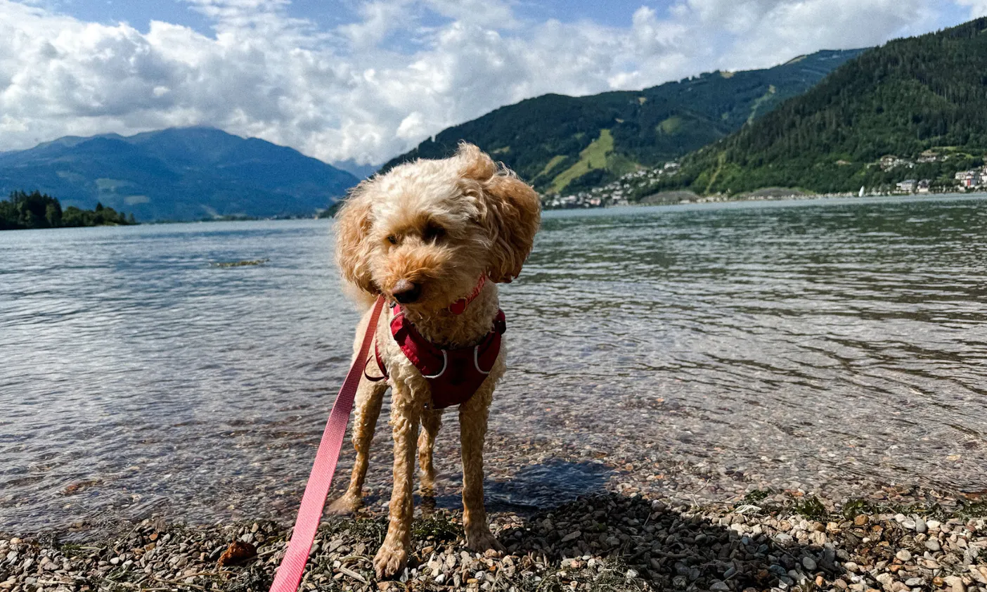 Hund steht im Zeller See