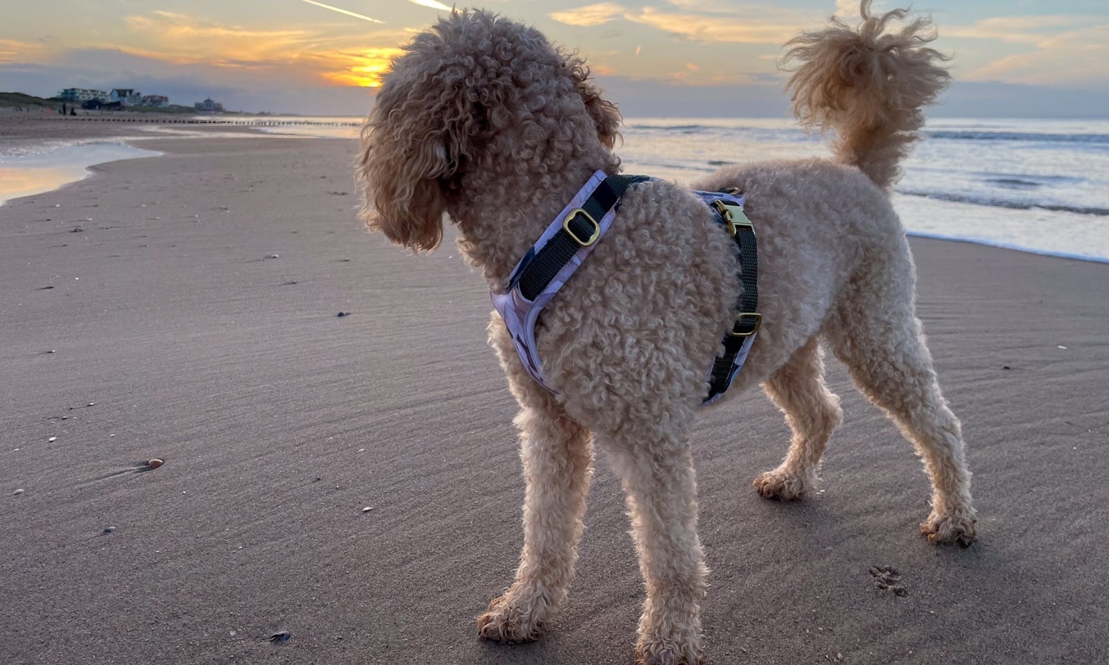 Mini Goldendoodle im Emmy & Pepe Hundegeschirr Wau-Move in Zeeland