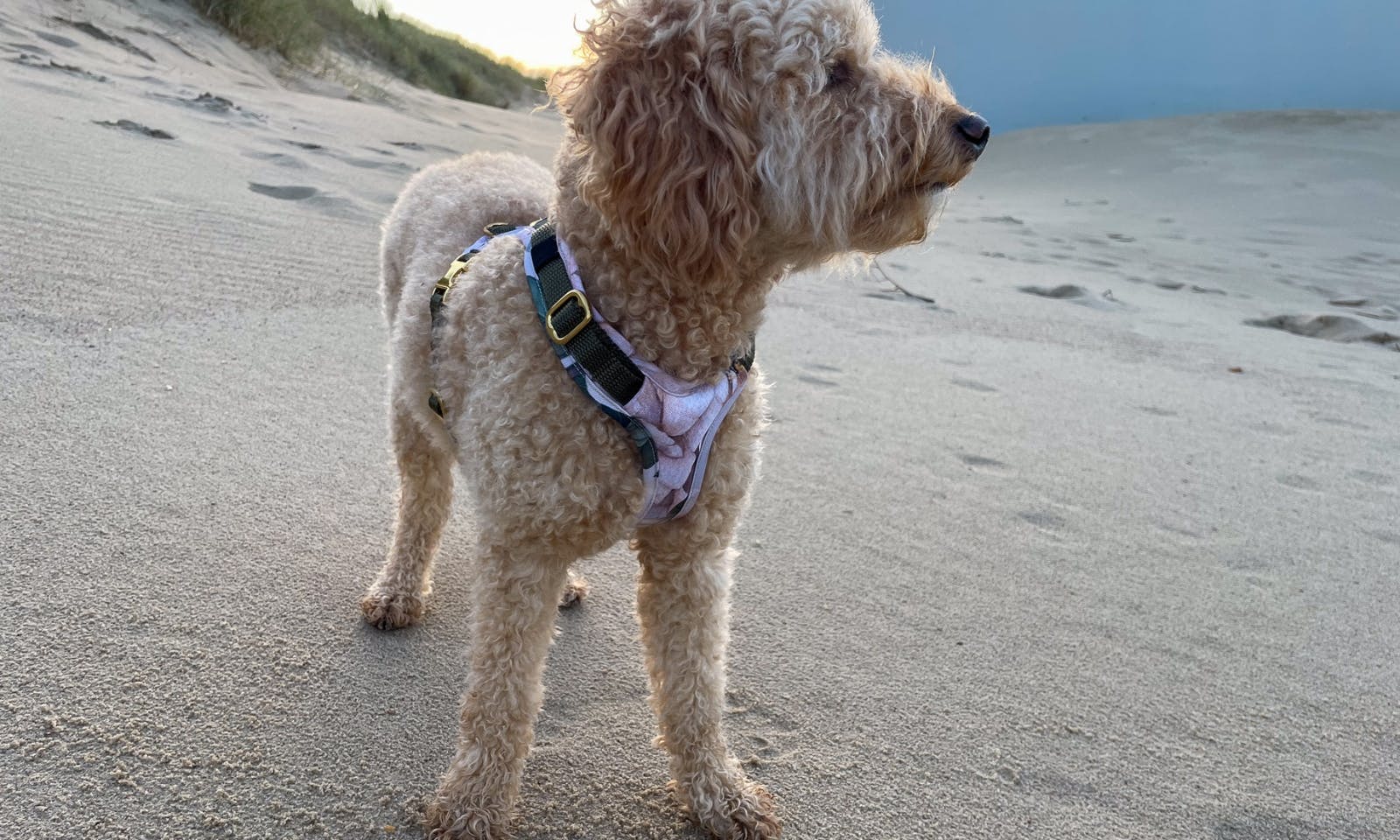 Pudel im Hundegeschirr Wau-Move in Zeeland