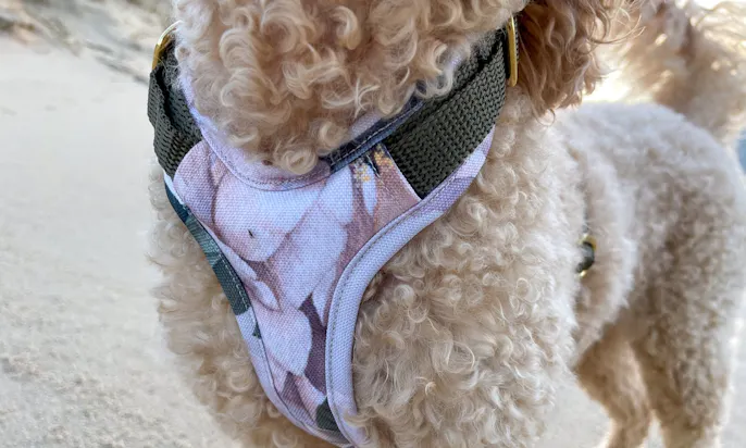 Mini Goldendoodle im Emmy & Pepe Hundegeschirr Wau-Move in Zeeland