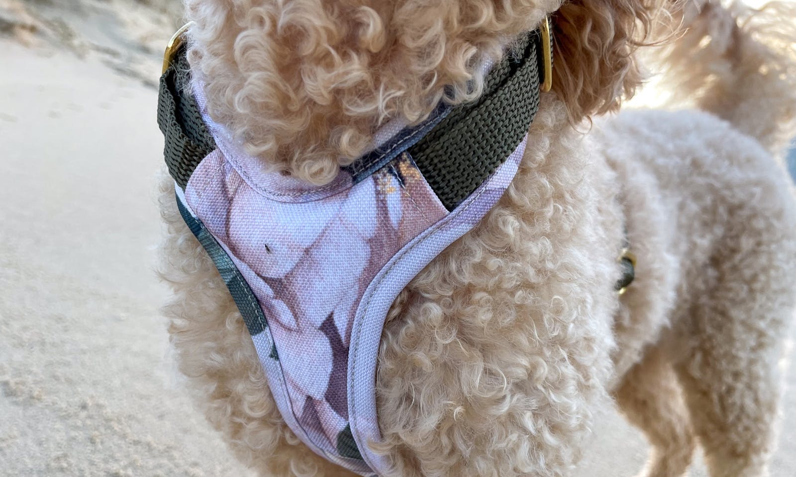 Mini Goldendoodle im Emmy & Pepe Hundegeschirr Wau-Move in Zeeland