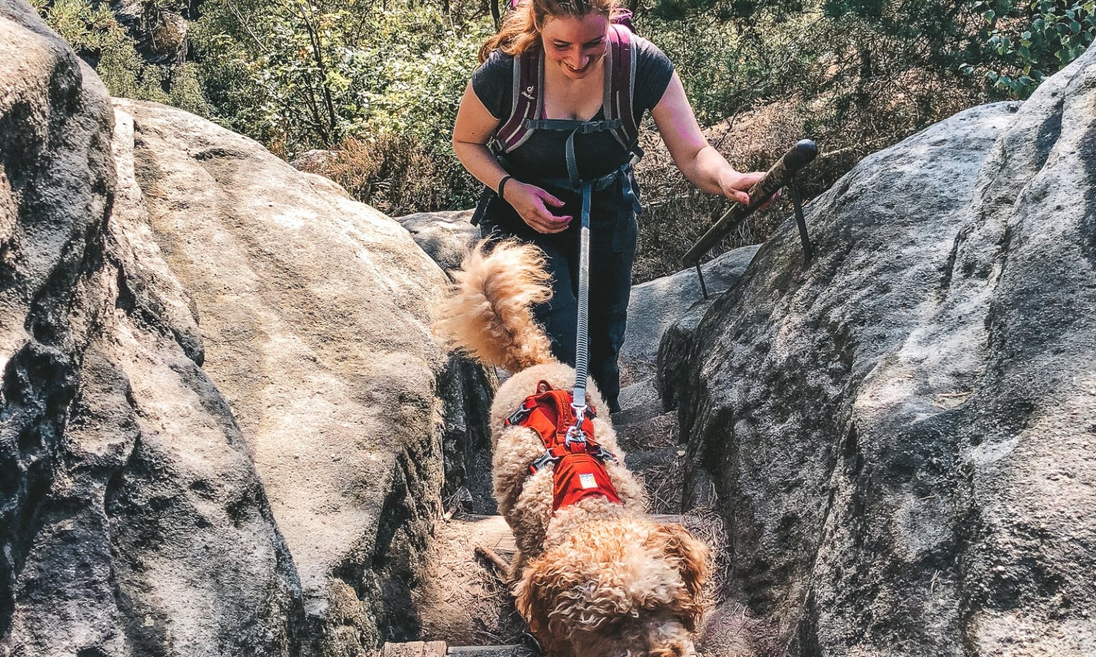 Joggingleine Pudel beim Wandern in der Sächsischen Schweiz