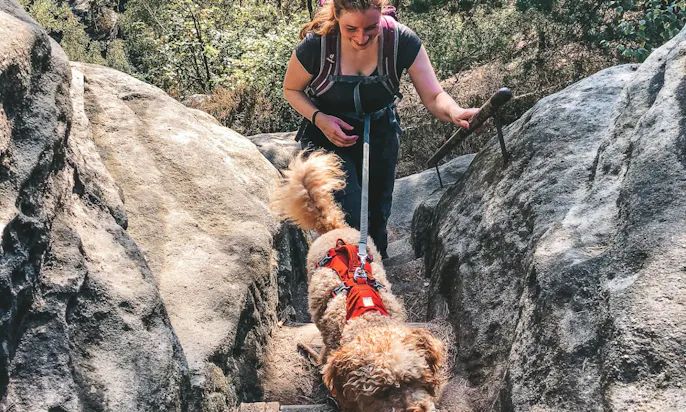 Joggingleine Pudel beim Wandern in der Sächsischen Schweiz