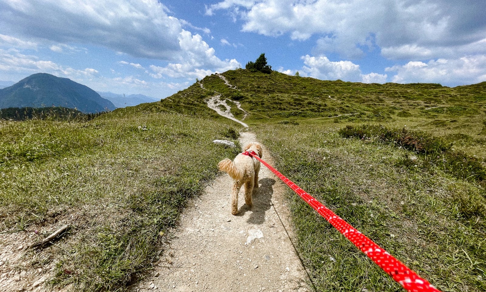 Wanderleine für kleine Pudel
