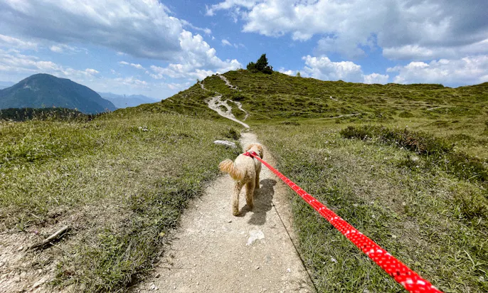 Wanderleine für kleine Pudel