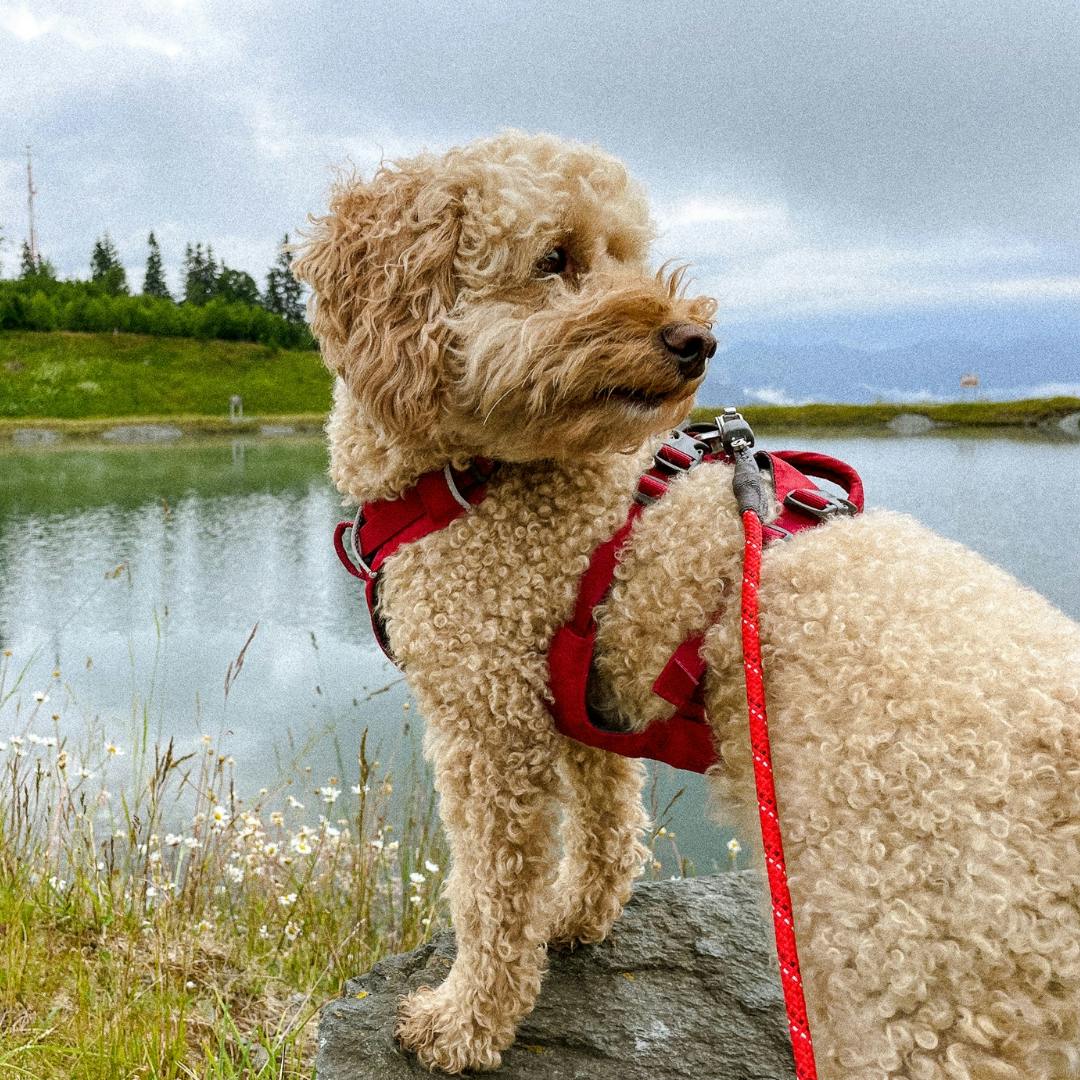 Kleiner Pudelmischling mit roter Wanderleine und rotem Hundegeschirr zum Wander von Ruffwear in Österreich