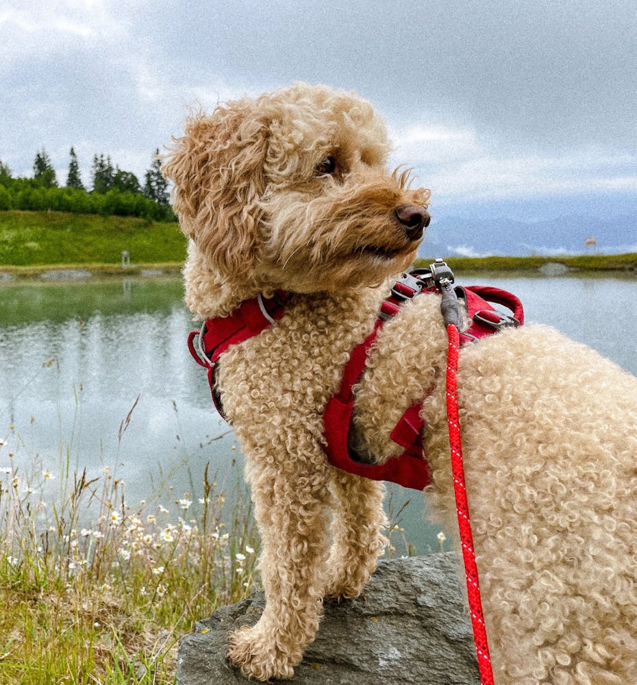Die beste Wanderleine für deinen Hund