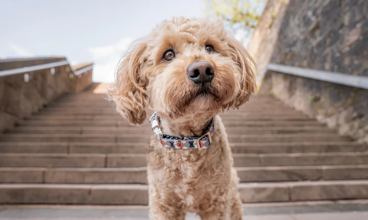 Mini Goldendoodle im Saarland