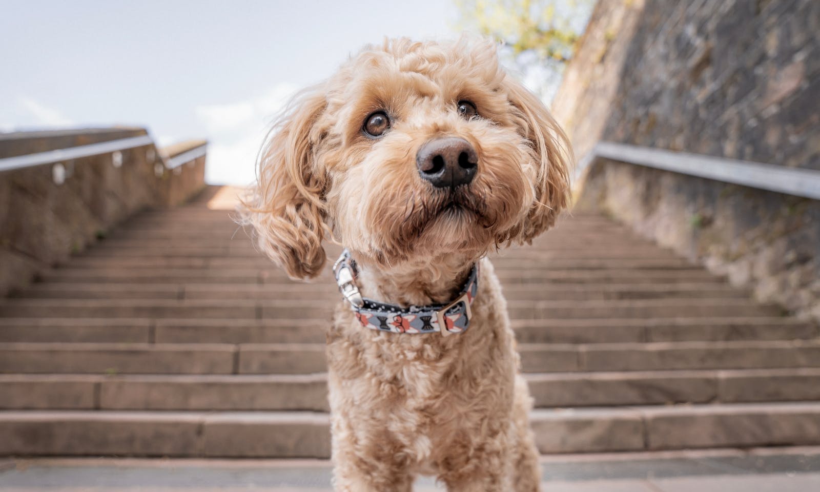 Mini Goldendoodle im Saarland