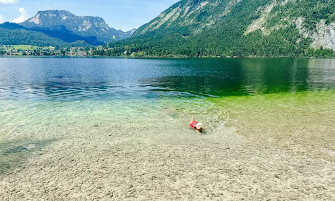Pudel schwimmt im hundefreudlichen Altausseer See in der Steiermark