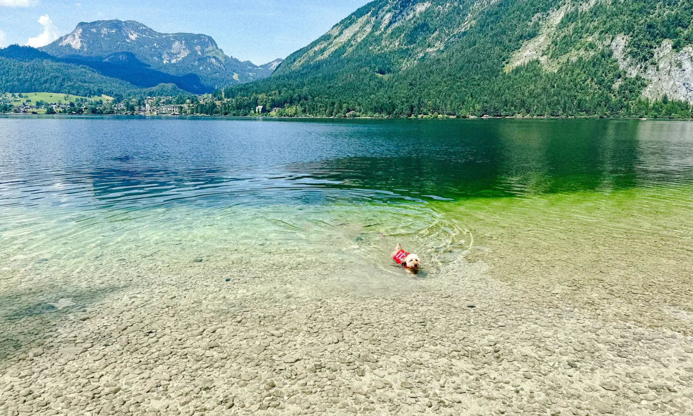 Steiermark mit Hund