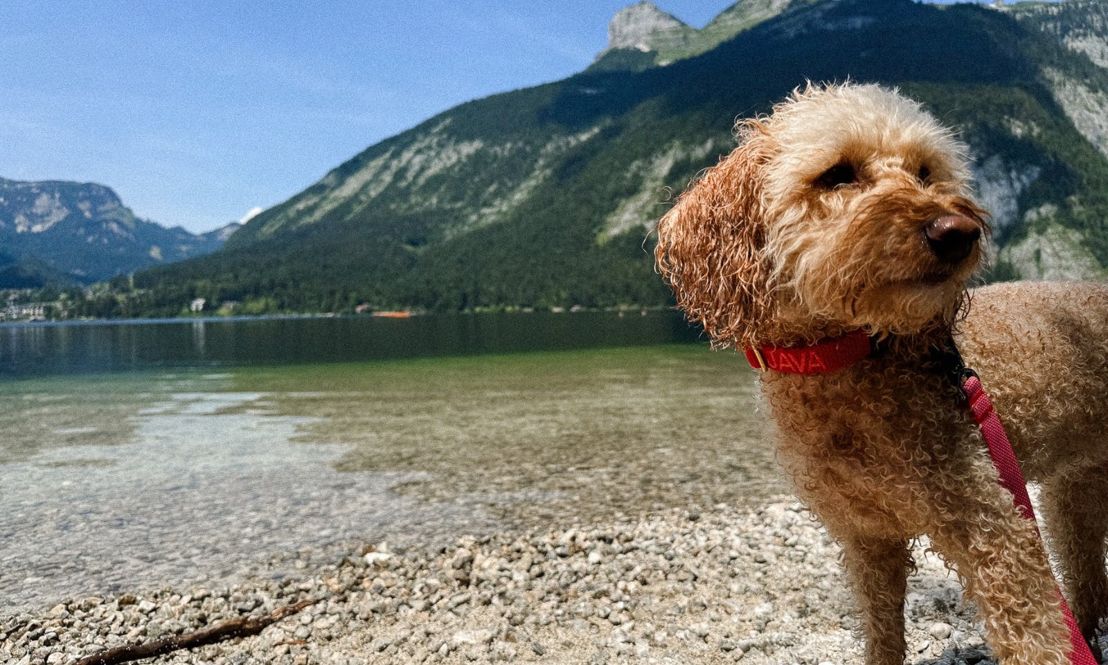 Pudel vor dem Loser am Altausseer See in der Steiermark