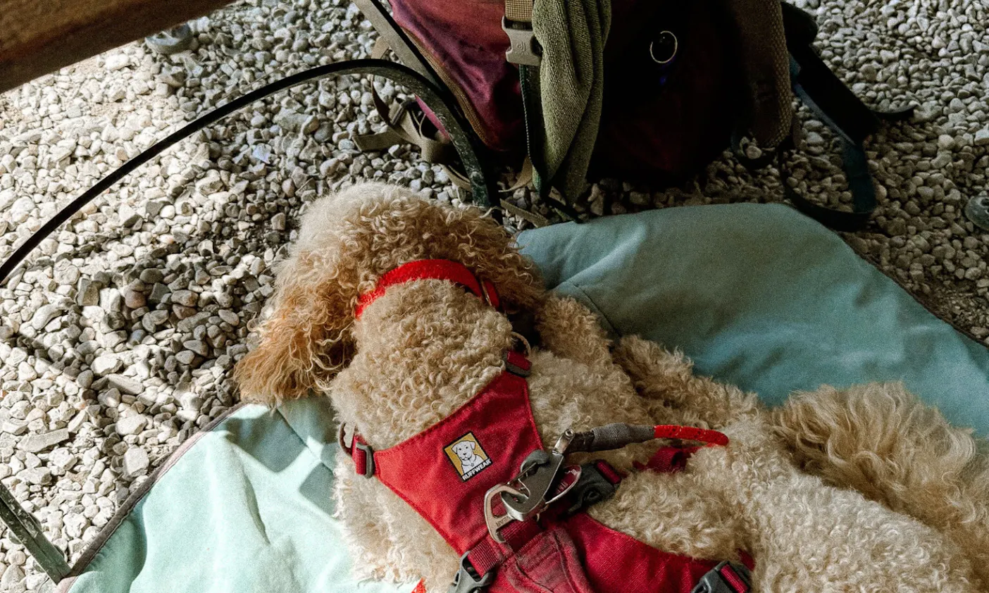 Pudel macht eine Wanderpause auf einer Hundedecke in der Seewiese Altaussee