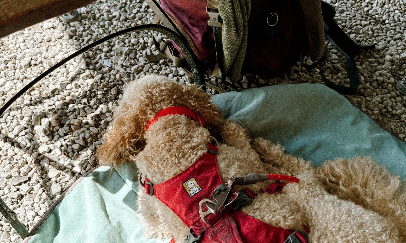 Pudel macht eine Wanderpause auf einer Hundedecke in der Seewiese Altaussee