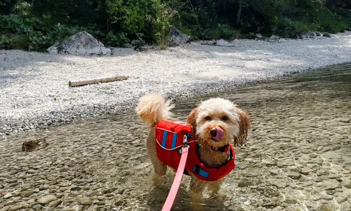 Mini Goldendoodle an der roten Wanderleine am Pudel am Altausseer See in der Steiermark