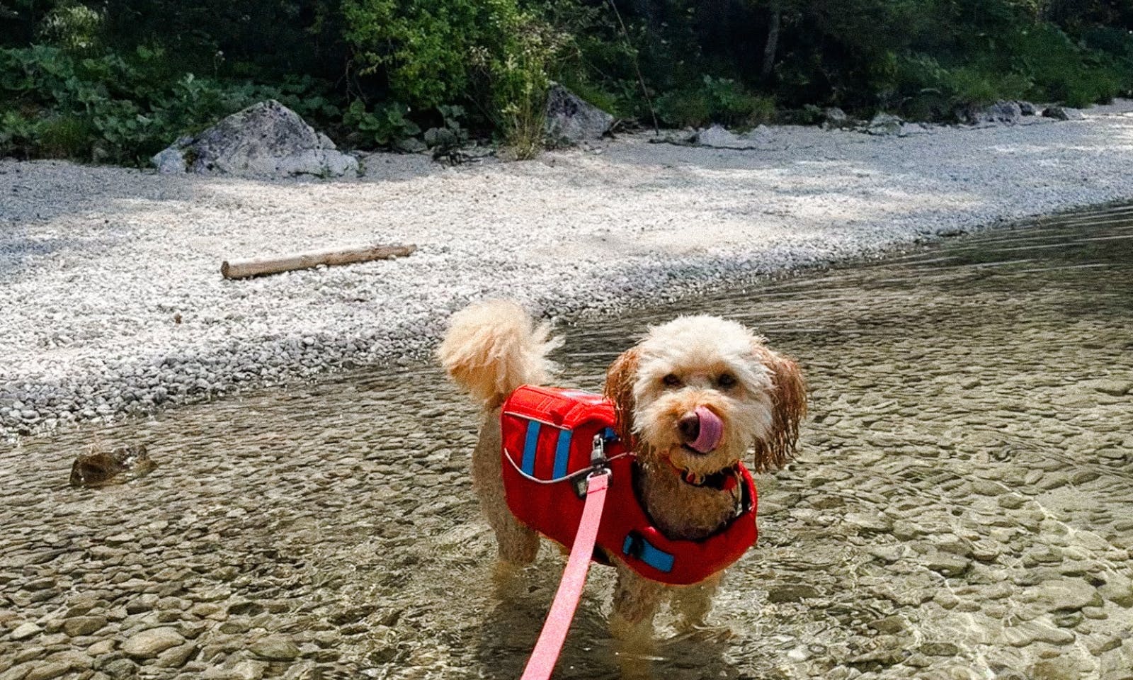 Mini Goldendoodle an der roten Wanderleine am Pudel am Altausseer See in der Steiermark