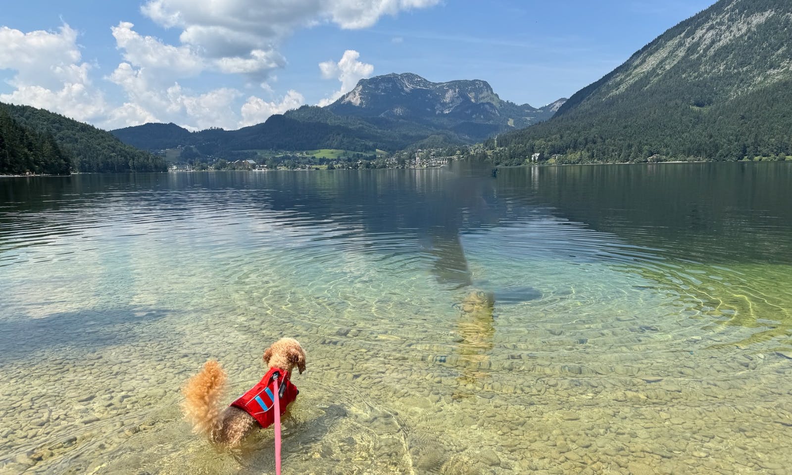 Mit Hund in der Altausseer See in der Steiermark baden