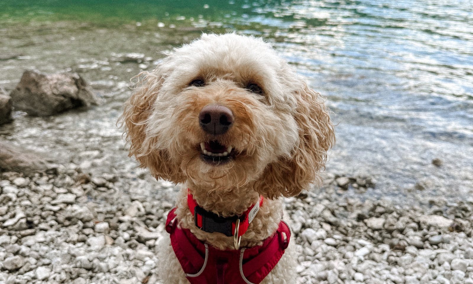 Altausseer See in der Steiermark mit Hund