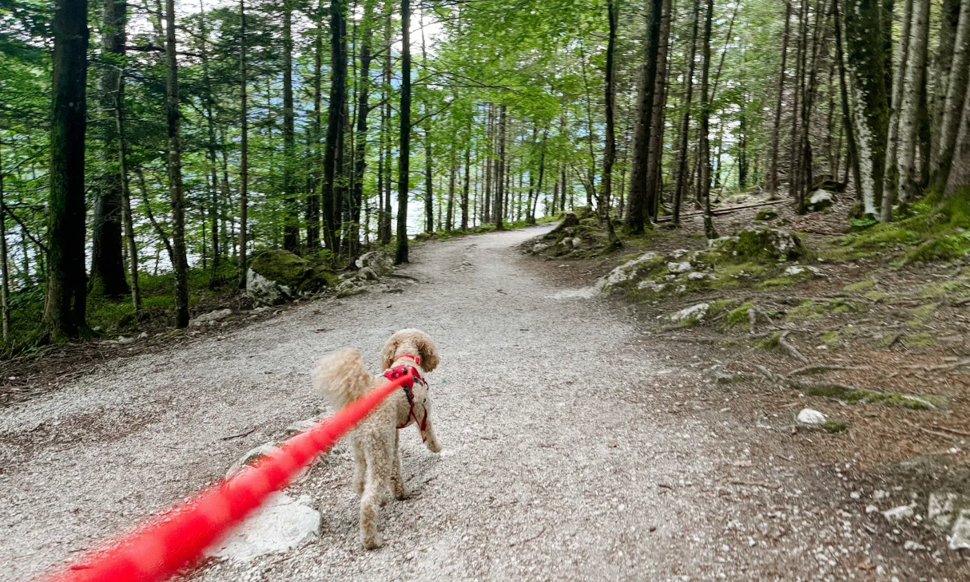 Mini Goldendoodle an der roten Wanderleine am Pudel am Altausseer See in der Steiermark