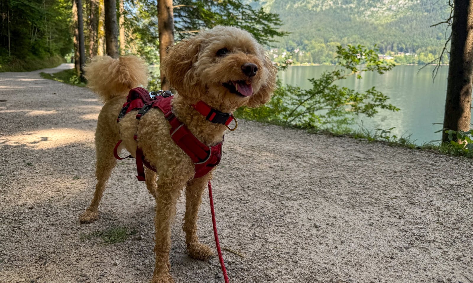 Mini Goldendoodle beim Wandern auf dem Rundwanderweg am Altausseer See