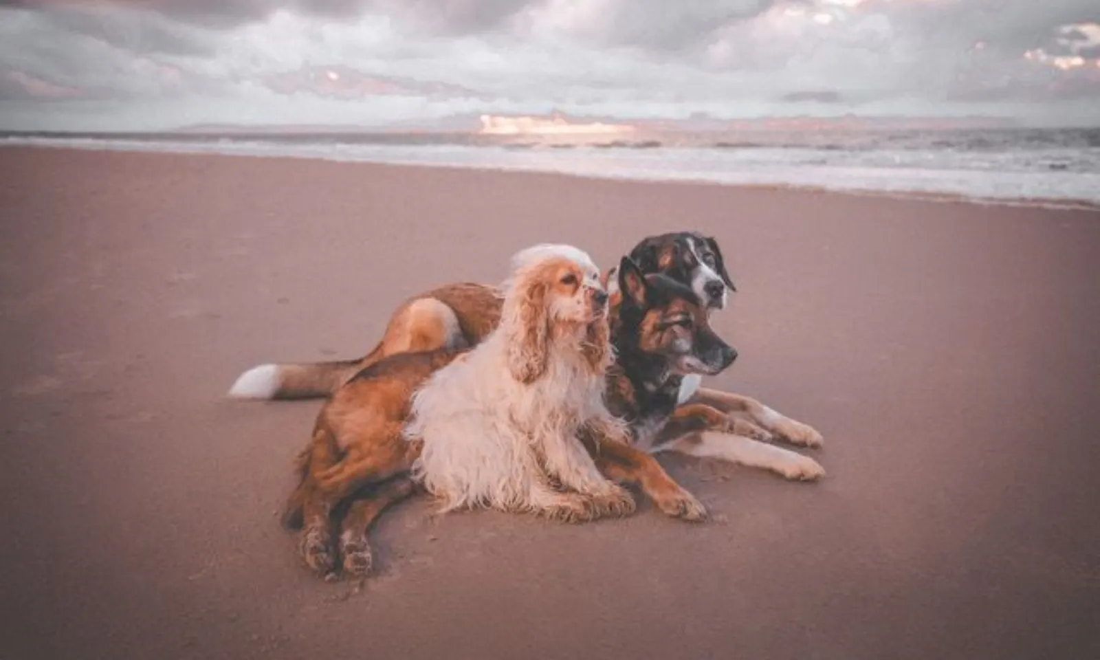 Drei Hunde liegen nebeneinander auf einem Strand in Zeeland