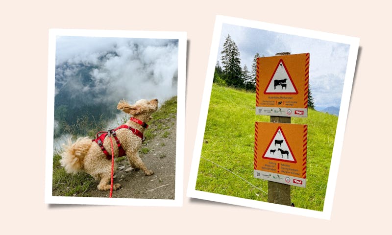 Österreich mit Hund