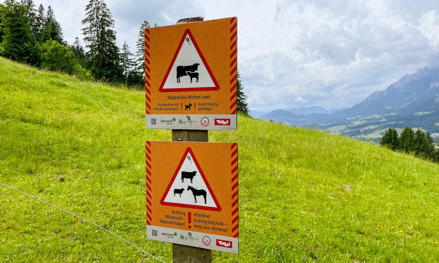 Begegnungen mit Weidetieren Österreich