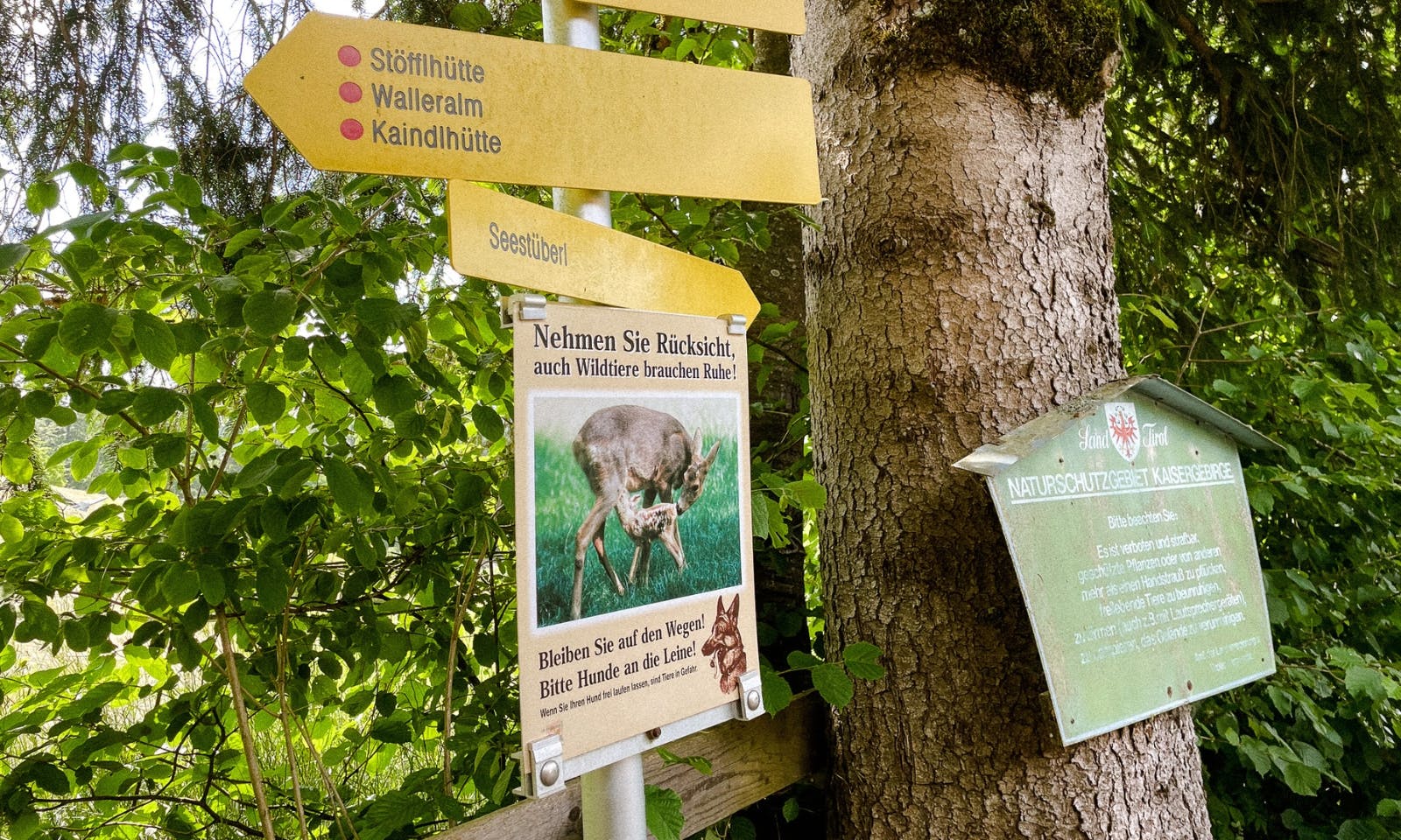 Regeln für Hunde in Tirol