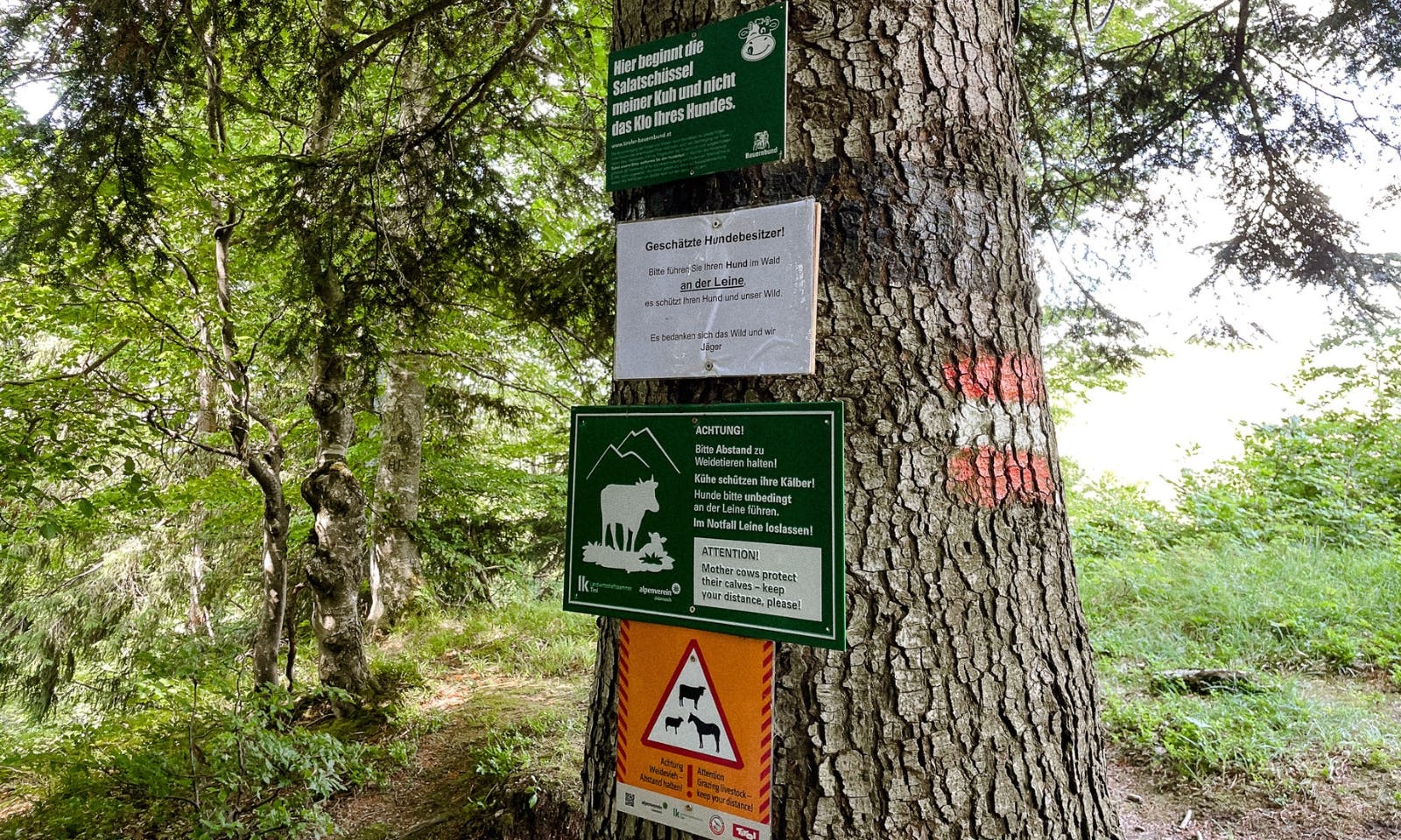 Begegnungen mit Weidetieren in Österreich