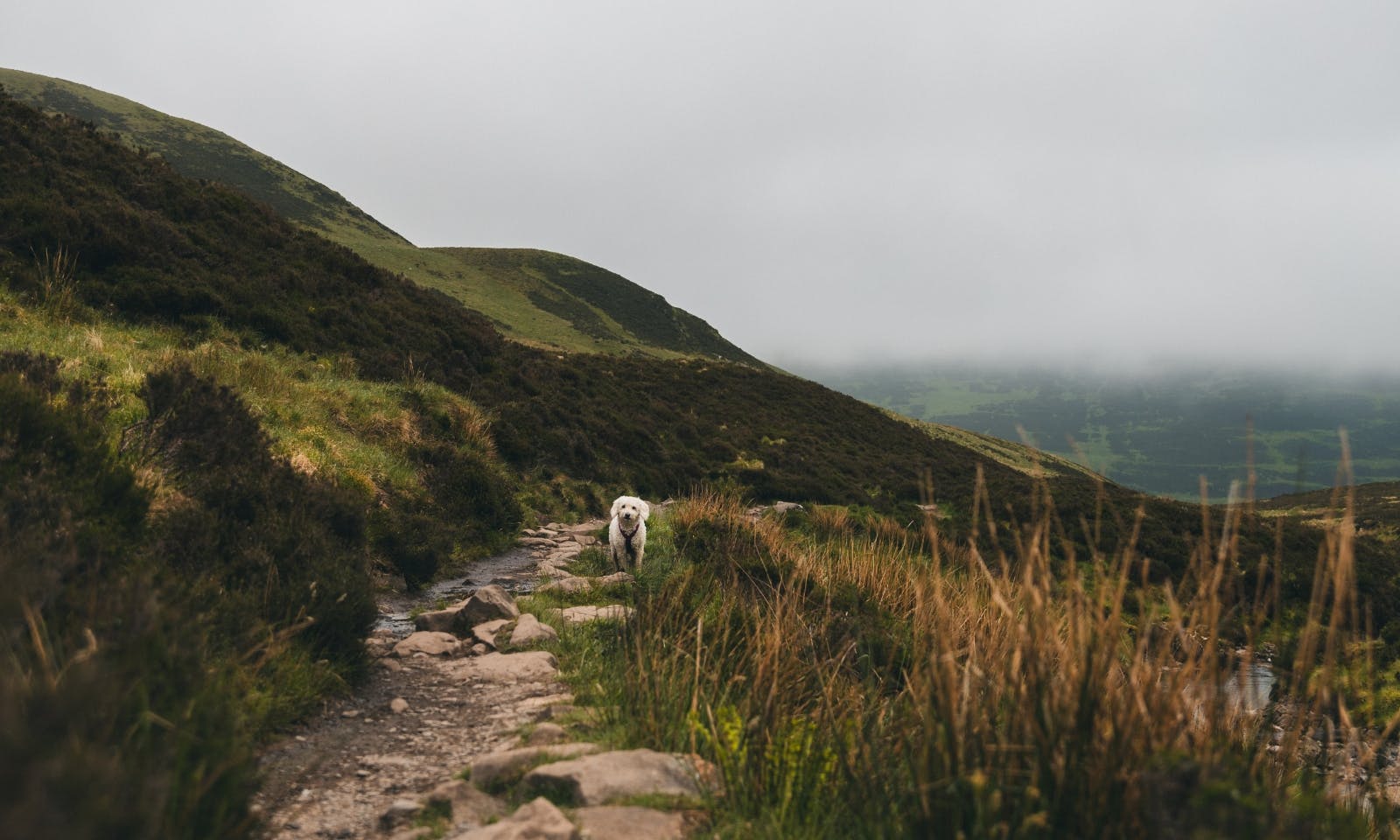 Grey Mare's Tail Nature Reserve, Schottland mit Hund