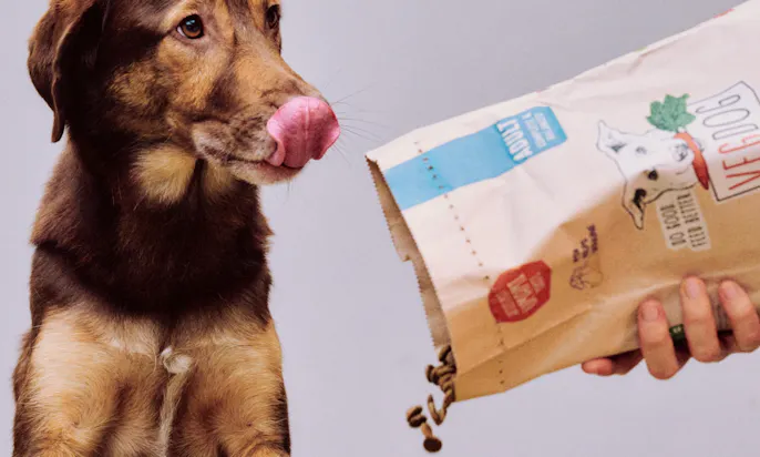 Hund mit veganem Hundefutter