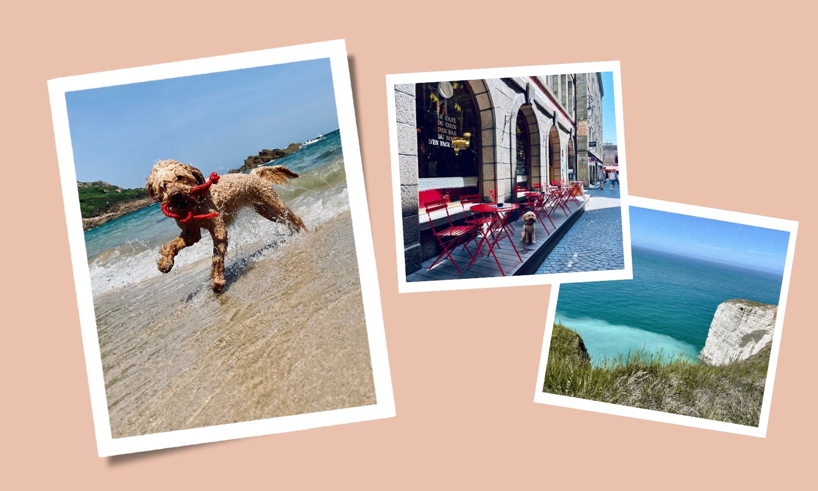 Die beliebtesten Hundenamen in Frankreich: Tradition und Trends