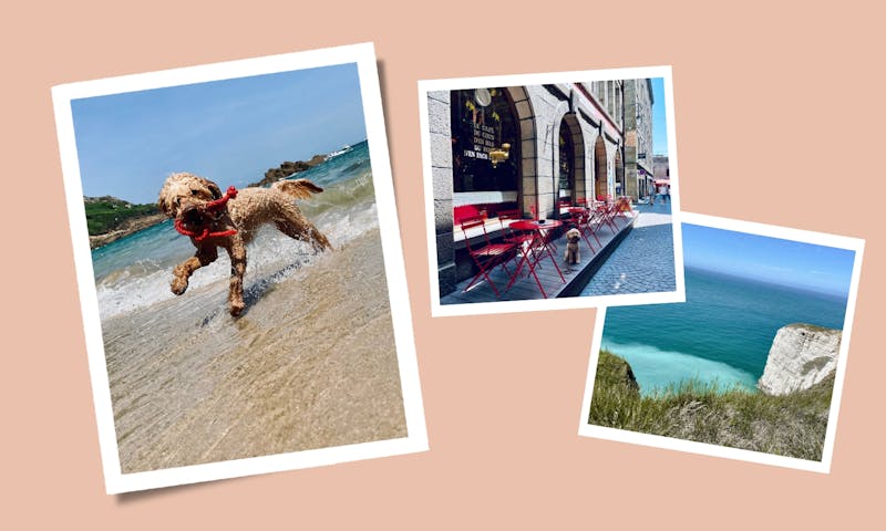 Die beliebtesten Hundenamen in Frankreich: Tradition und Trends