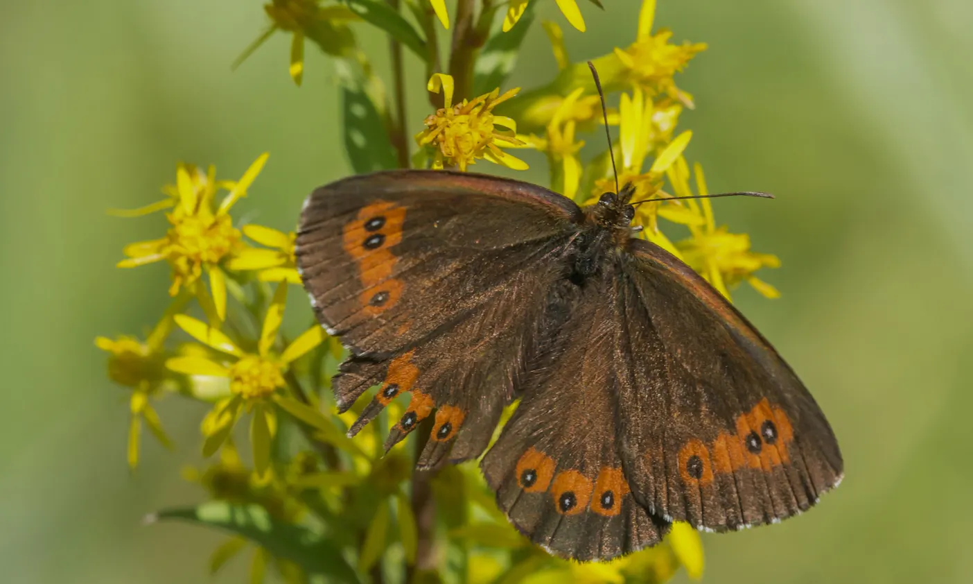 Schmetterling