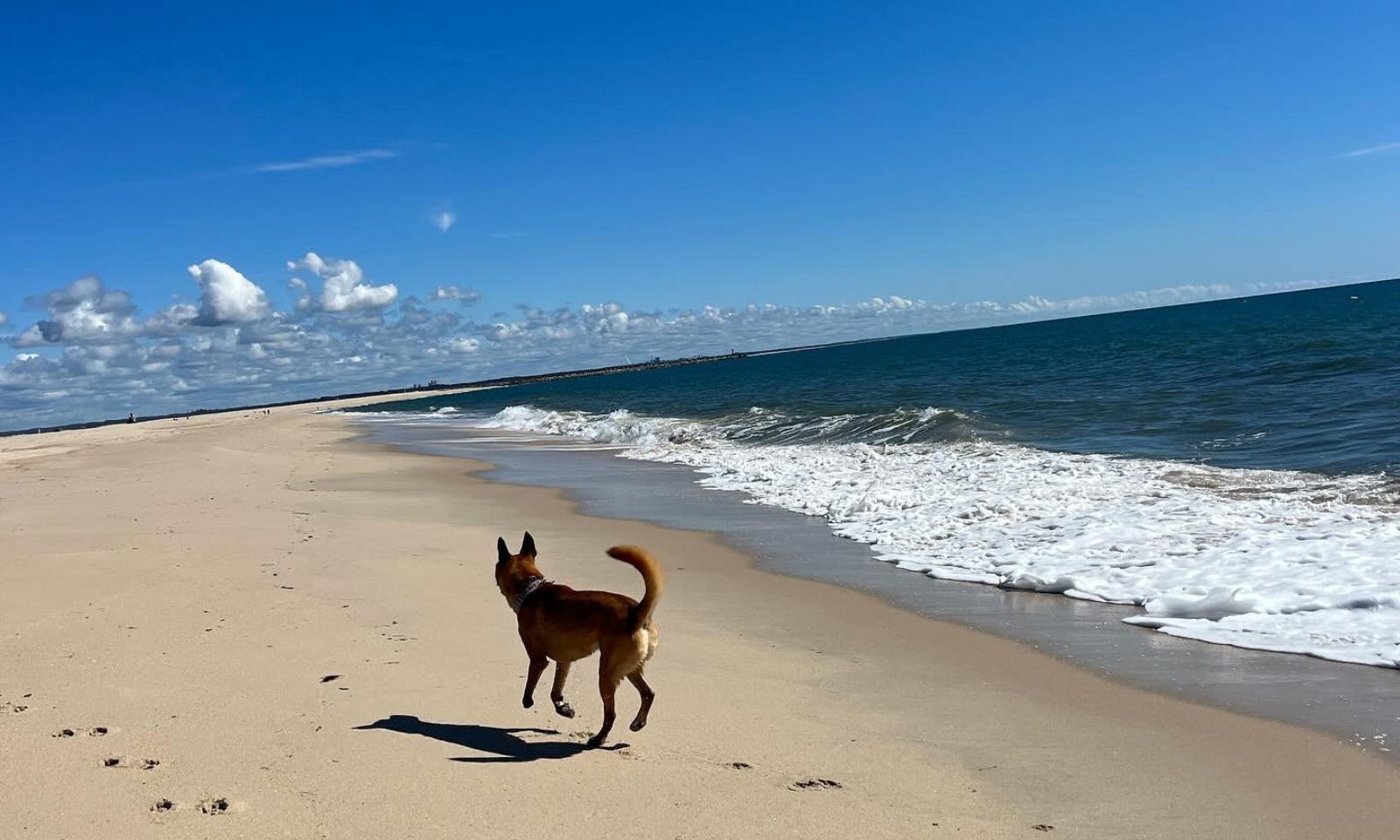 Hund am Strand in Figueira da Foz, Portugal