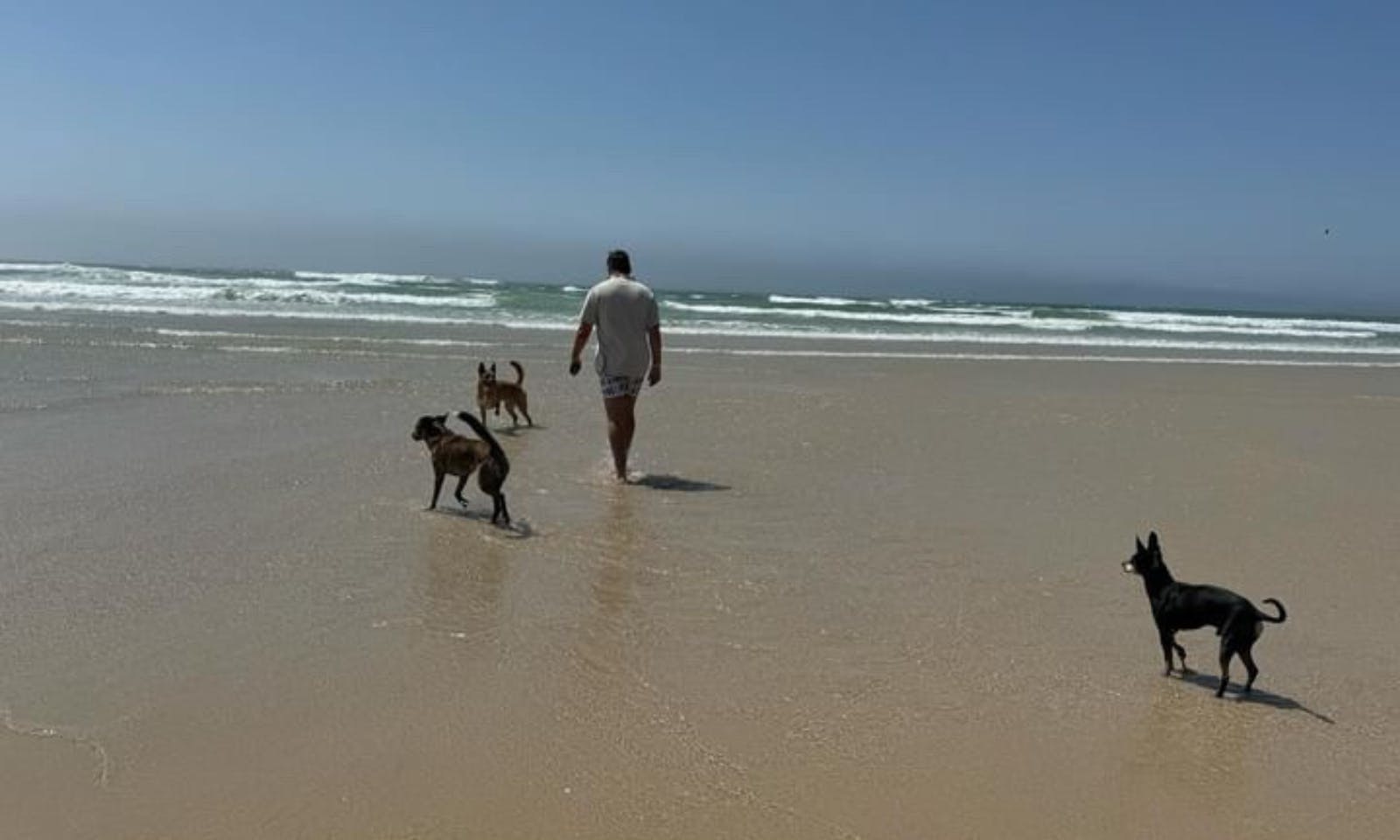 Hundefreundliche Strände in Figueira da Foz, Portugal
