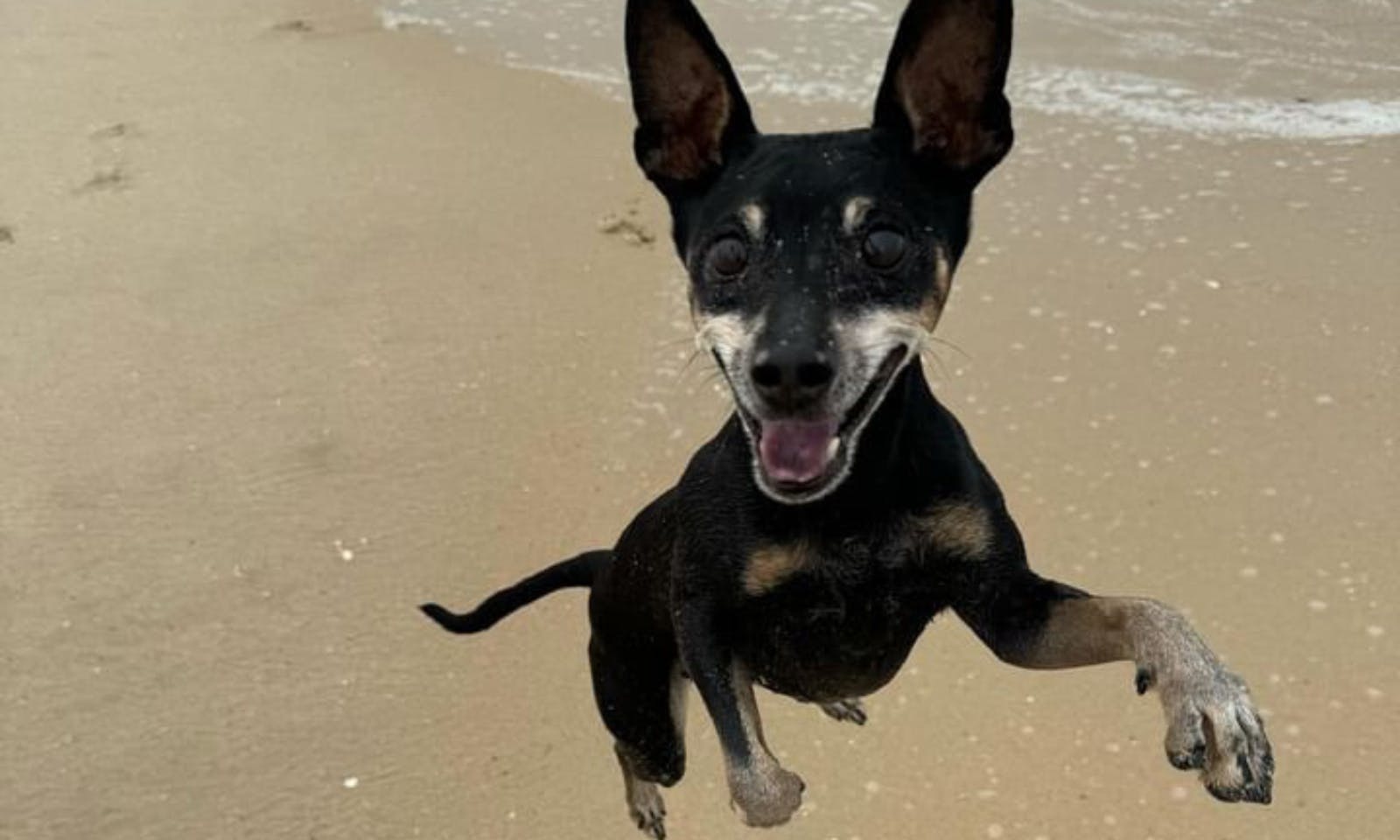 Figueira da Foz mit Hund in Portugal