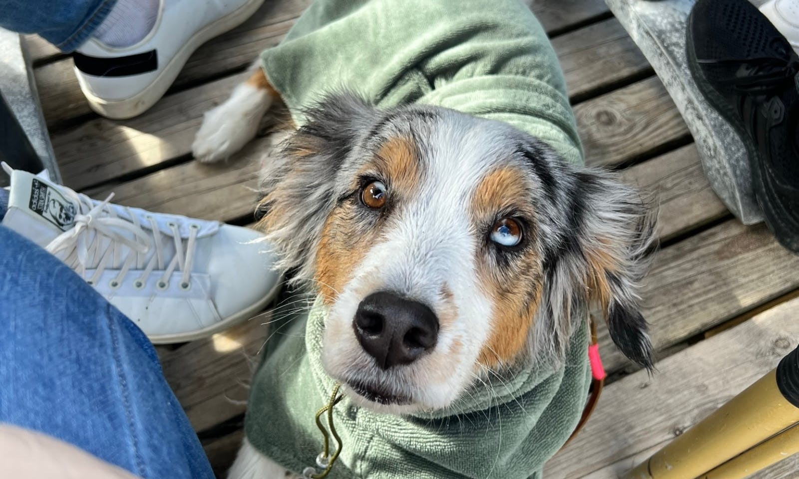 Cadzand-Bad mit Hund