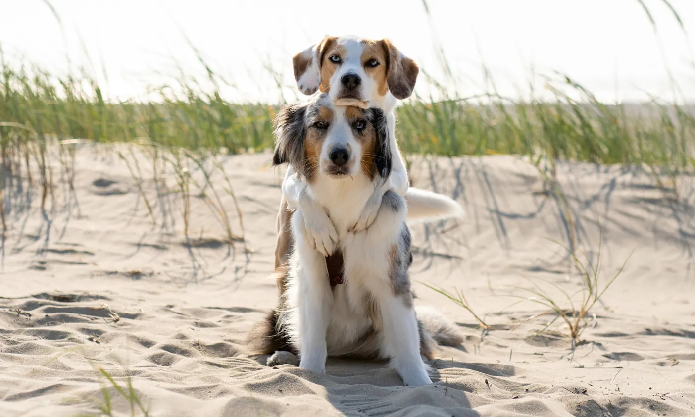 Cadzand-Bad mit Hund