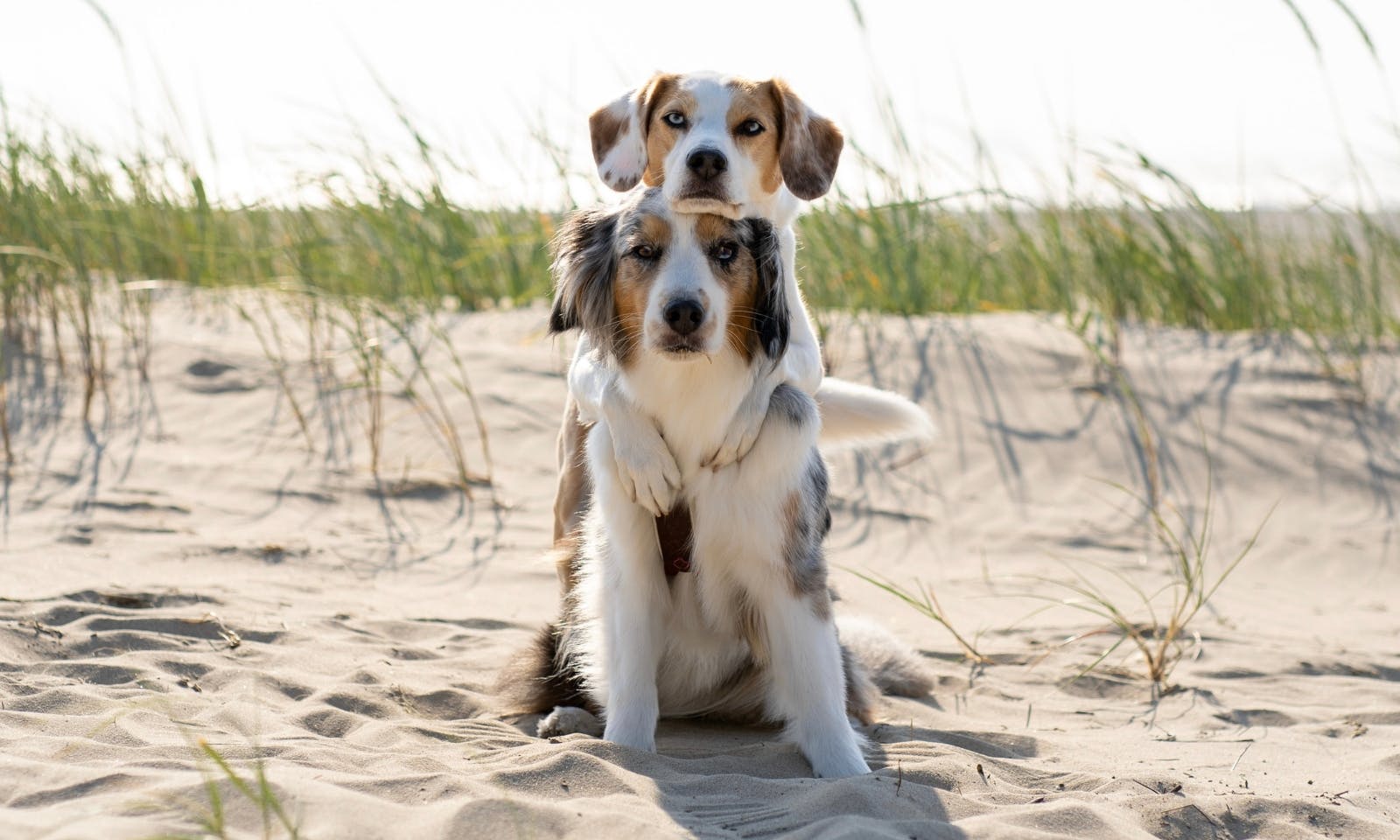 Cadzand-Bad mit Hund